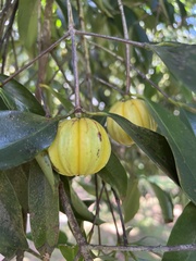 Garcinia gummi-gutta