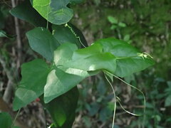 Solena amplexicaulis