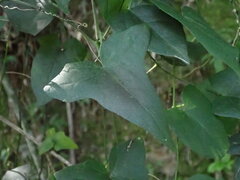 Solena amplexicaulis