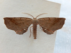 Parepisparis excusata