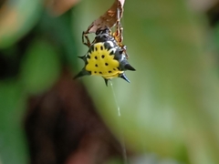 Macracantha hasselti