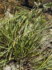 Carex nudata