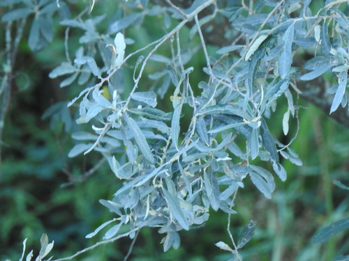 Image of Salix salviifolia by (c) Duarte Frade, some rights reserved (CC BY)