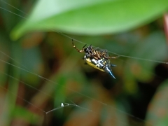 Macracantha hasselti