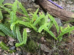 Nephrolepis cordifolia