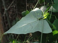 Solena amplexicaulis