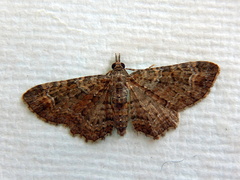 Pasiphilodes testulata