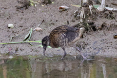 Rallus aquaticus