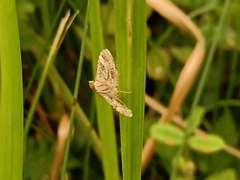 Sameodes cancellalis