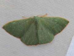 Prasinocyma semicrocea