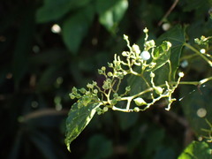 Ampelopsis glandulosa hancei