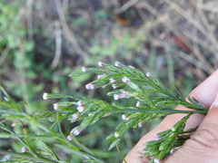 Symphyotrichum subulatum squamatum