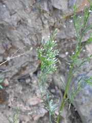 Symphyotrichum subulatum squamatum