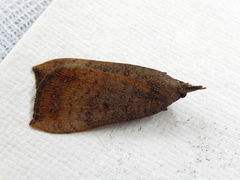 Rhapsa suscitatalis