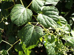 Ampelopsis glandulosa hancei