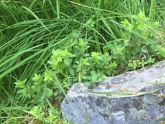 Galium broterianum