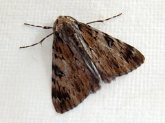 Rhuma argyraspis