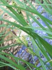 Carex nigra