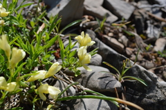 Genista sericea