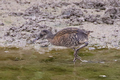 Rallus aquaticus