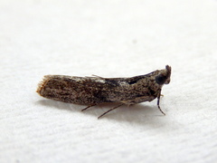 Sciota melanostyla