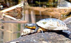 Emydoidea blandingii