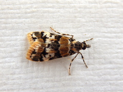 Scoparia charopoea