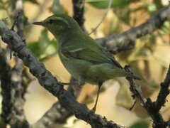 Phylloscopus nitidus
