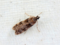 Scoparia chiasta