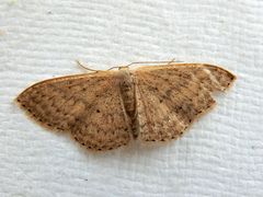 Scopula optivata