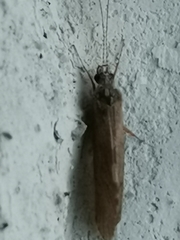 Hydropsyche pellucidula