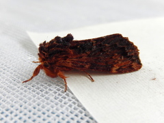 Sorama bicolor