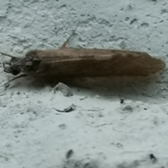 Hydropsyche pellucidula