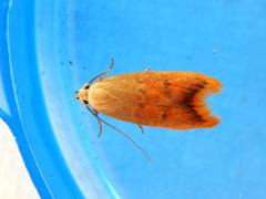 Tachystola acroxantha