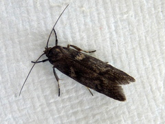 Xyloryctidae