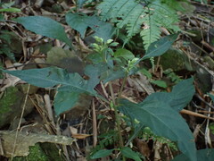 Lepidagathis formosensis