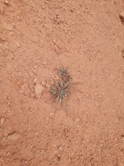 Frasera albomarginata