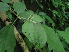 Boehmeria pilosiuscula