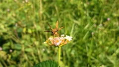 Ampittia dioscorides
