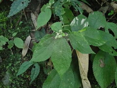 Boehmeria pilosiuscula