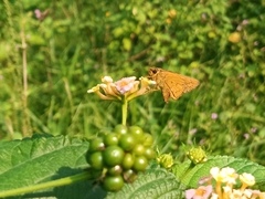 Ampittia dioscorides