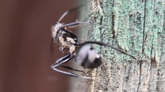 Polyrhachis daemeli