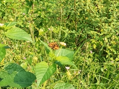 Ampittia dioscorides