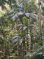 Archontophoenix cunninghamiana
