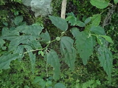 Elatostema cyrtandrifolium