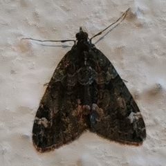 Chloroclysta siterata