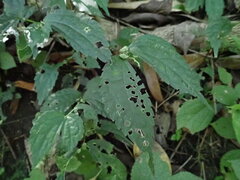 Elatostema cyrtandrifolium