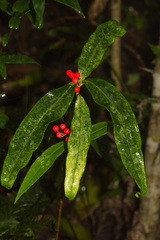 Ardisia crispa