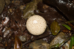 Lycoperdon perlatum