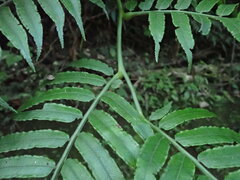 Angiopteris lygodiifolia